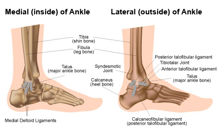 fracture-1 Anatomy of Ankle Drawing