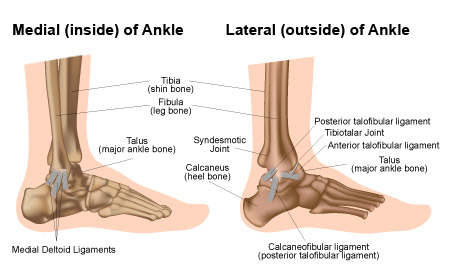 sprain-2 Ankle Anatomy Drawing