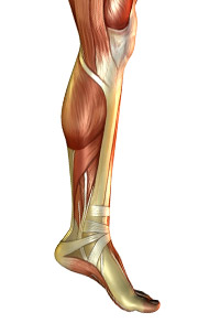 surgery-1 Drawing of leg from knee down